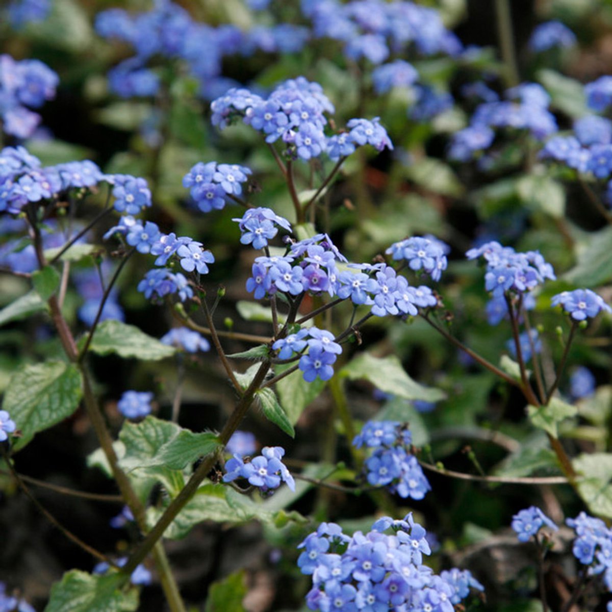 Griffioen - Brunnera macrophylla