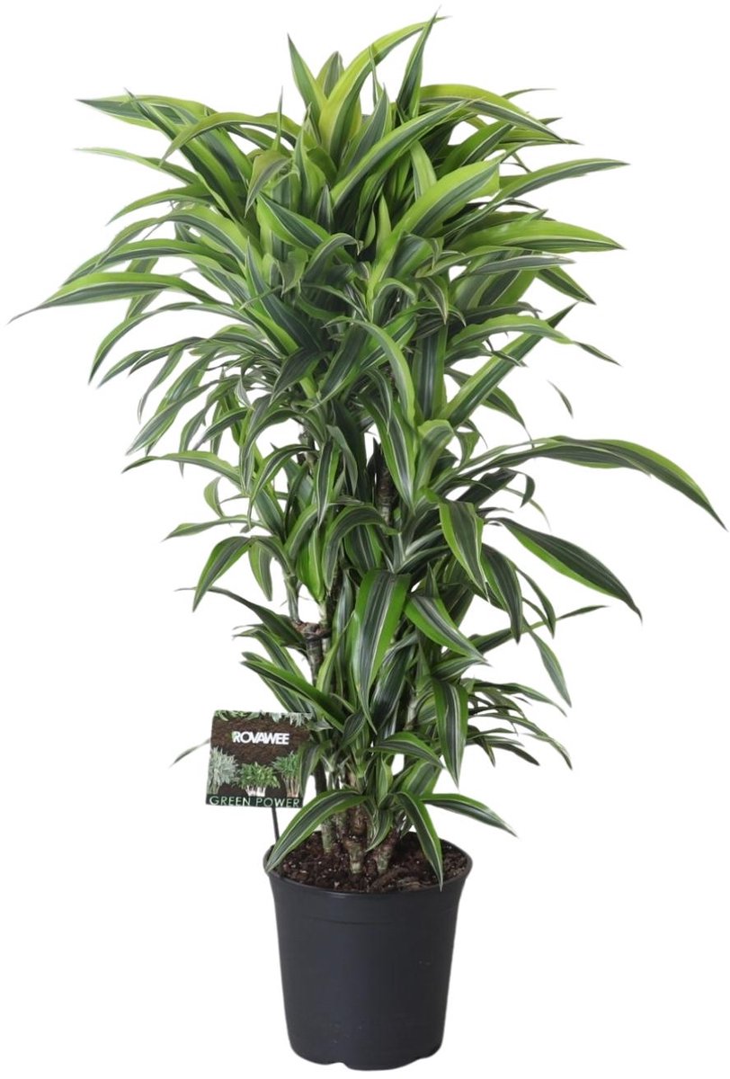 Junglevibe in je Woonkamer – Grote Drakenboom Lemon Lime Vertakt – Ø27cm – ca. Hoogte 120cm