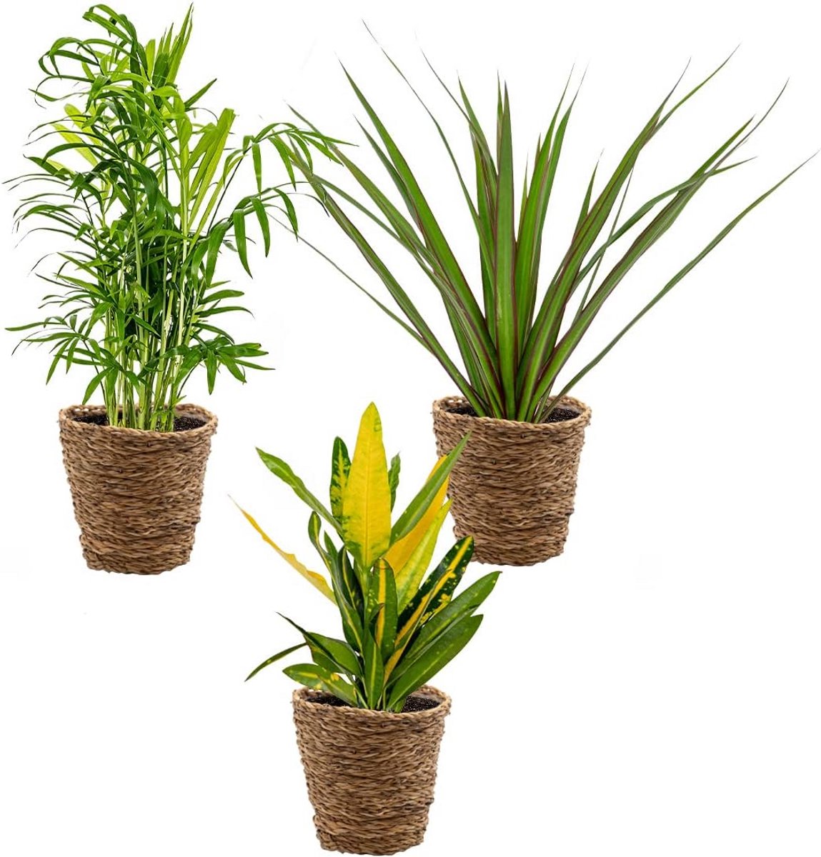 Set van 3 Tropische Kamerplanten met Zeegrasmandjes – Luchtzuiverend