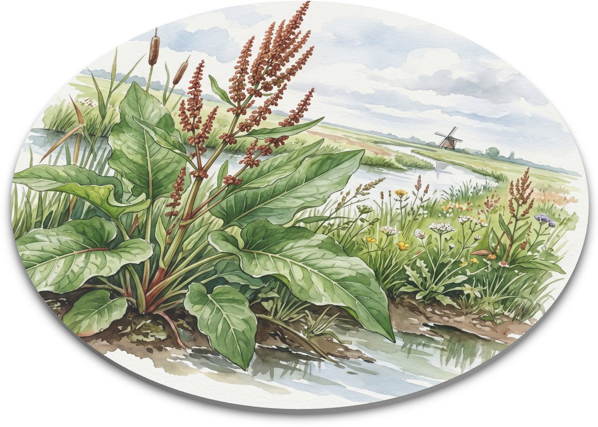 Ronde muismat - Paardenzuring Rumex Aquaticus Aquarel - Botanische Studie Slootkant - Landelijke Bureau Styling