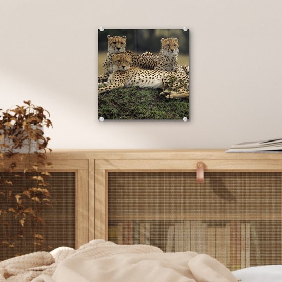 MuchoWow® Peinture sur verre 20x20 cm - Peinture acrylique sur verre - Trois guépards dans la savanne - Photo sur verre - Peintures