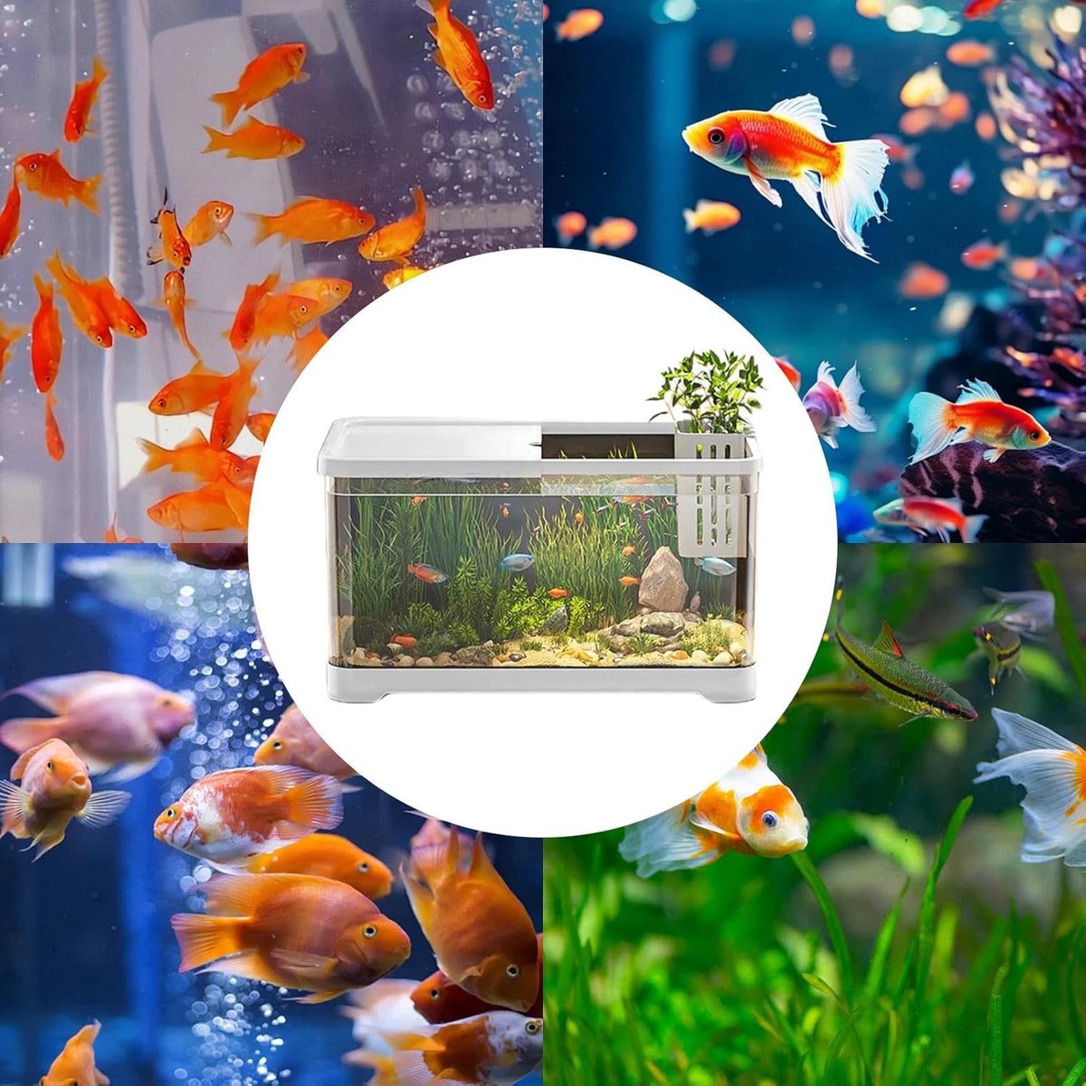 Aquarium Starter Set - Complete Vis Set - Beginners Vis Houden - Hydroponische Mand - 30.6 x 19.6 cm - Wit thumbnail 4