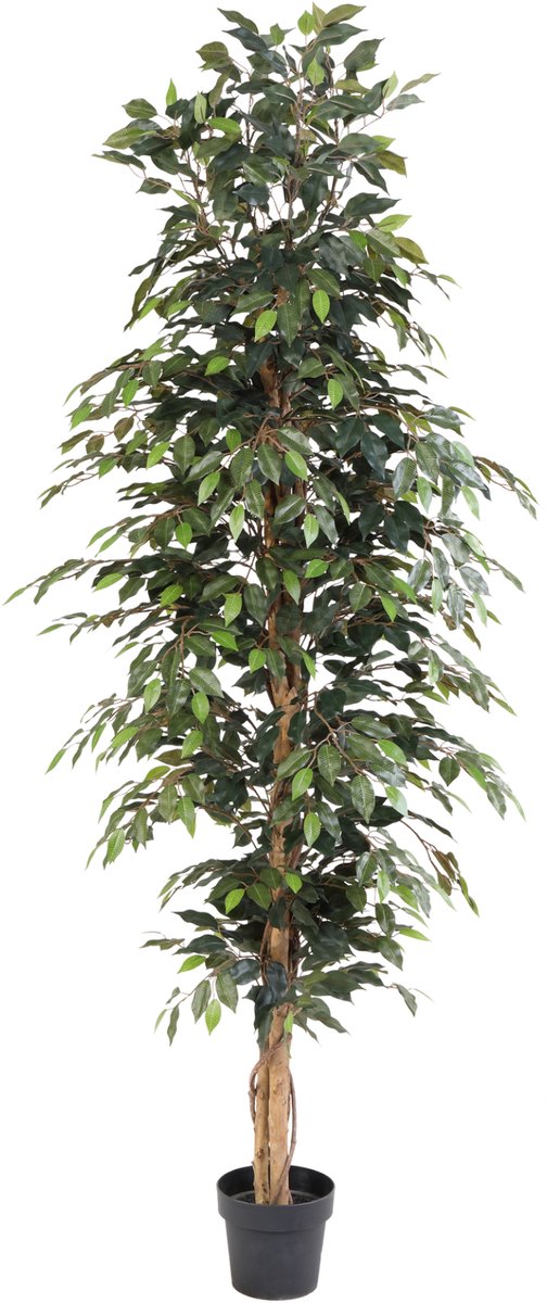 Florafy Kunstplant Ficus Benjamina 205cm - Kunstplanten voor binnen - Onderhoudsvrij