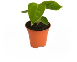 Anthurium Veitchii - Hoogte 15cm - Pot 6cm