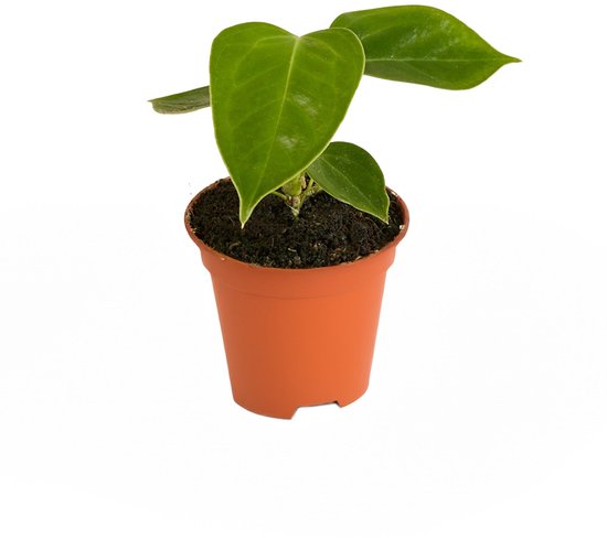 Anthurium Veitchii - Hoogte 15cm - Pot 6cm