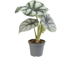 Alocasia Silver Dragon - Hoogte 12cm - Pot 6cm