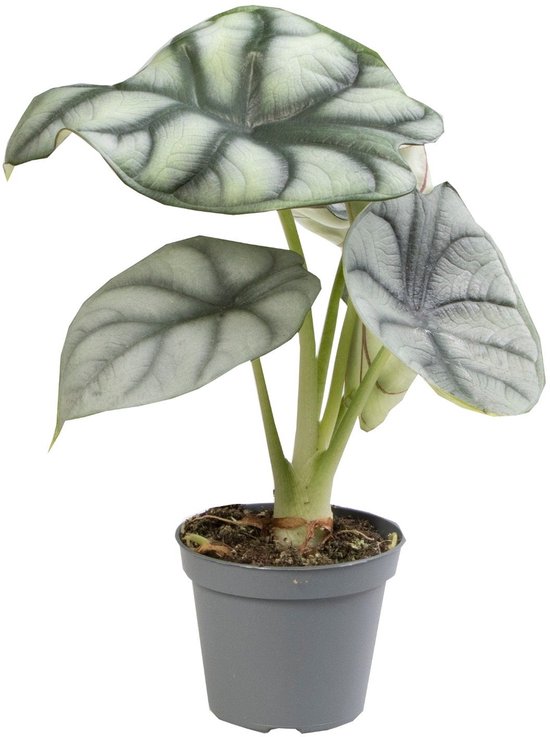 Alocasia Silver Dragon - Hoogte 12cm - Pot 6cm