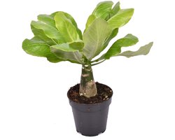 Brighamia insignis ‘Hawaii Palm’ - Hoogte 42cm - Pot 12cm