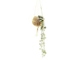 Kokodama Ceropegia Woodii - Hoogte 30cm - Pot 12cm