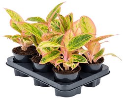 Aglaonema 'Salmon Fantasy' - Hoogte 30cm - Pot 12cm