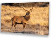 Majestueus hert in gouden veld - Hert schilderijen canvas - Canvas schilderijen dieren - Realisme - Schilderij vintage - Muurdecoratie - canvas 60x40 cm