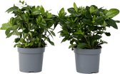 Plant in a Box - Gardenia Jasminoides - Set van 2 - Onderhoudsvrije bloeiende kamerplant - Witte bloemen - Pot 13cm - Hoogte 20-30cm