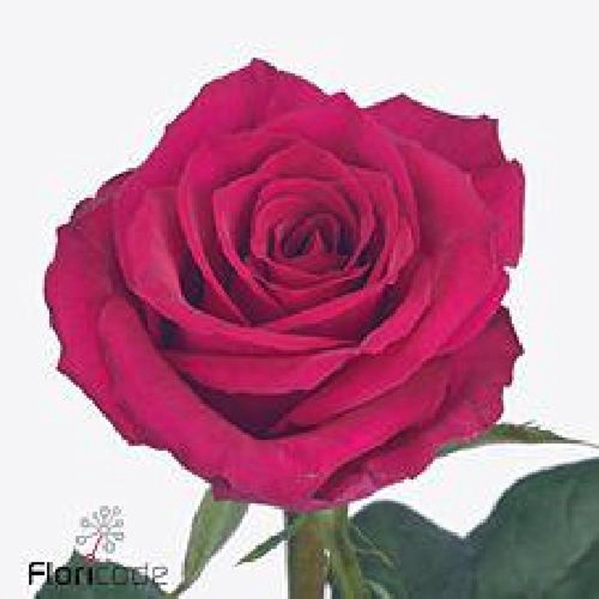 10x Rosa ever pink 50cm