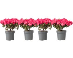 Plant in a Box - Rhododendron 'Azalea Anouk' - Set van 4 - Wintergroene Japanse Azalea - Pot 17cm - Hoogte 25-40cm