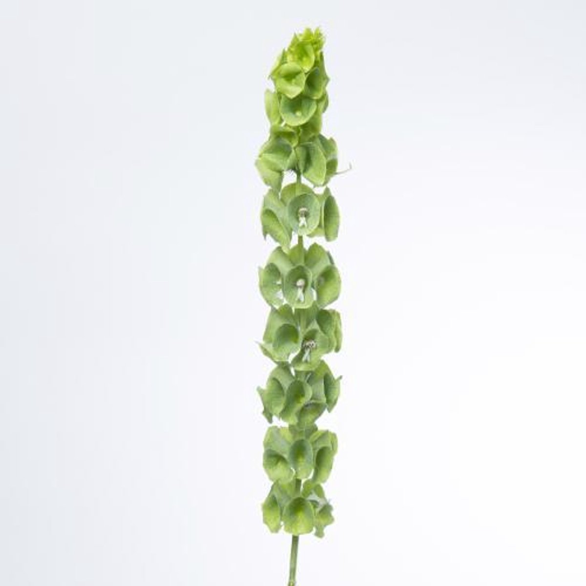 10x Moluccella laevis 70cm