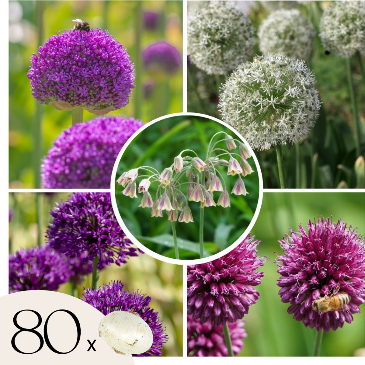Plant in a Box - Bulb Garden Allium - 80x Bollen - 5 Variëteiten - Sierui - Bloembollen voor Tuin, Terras of Balkon
