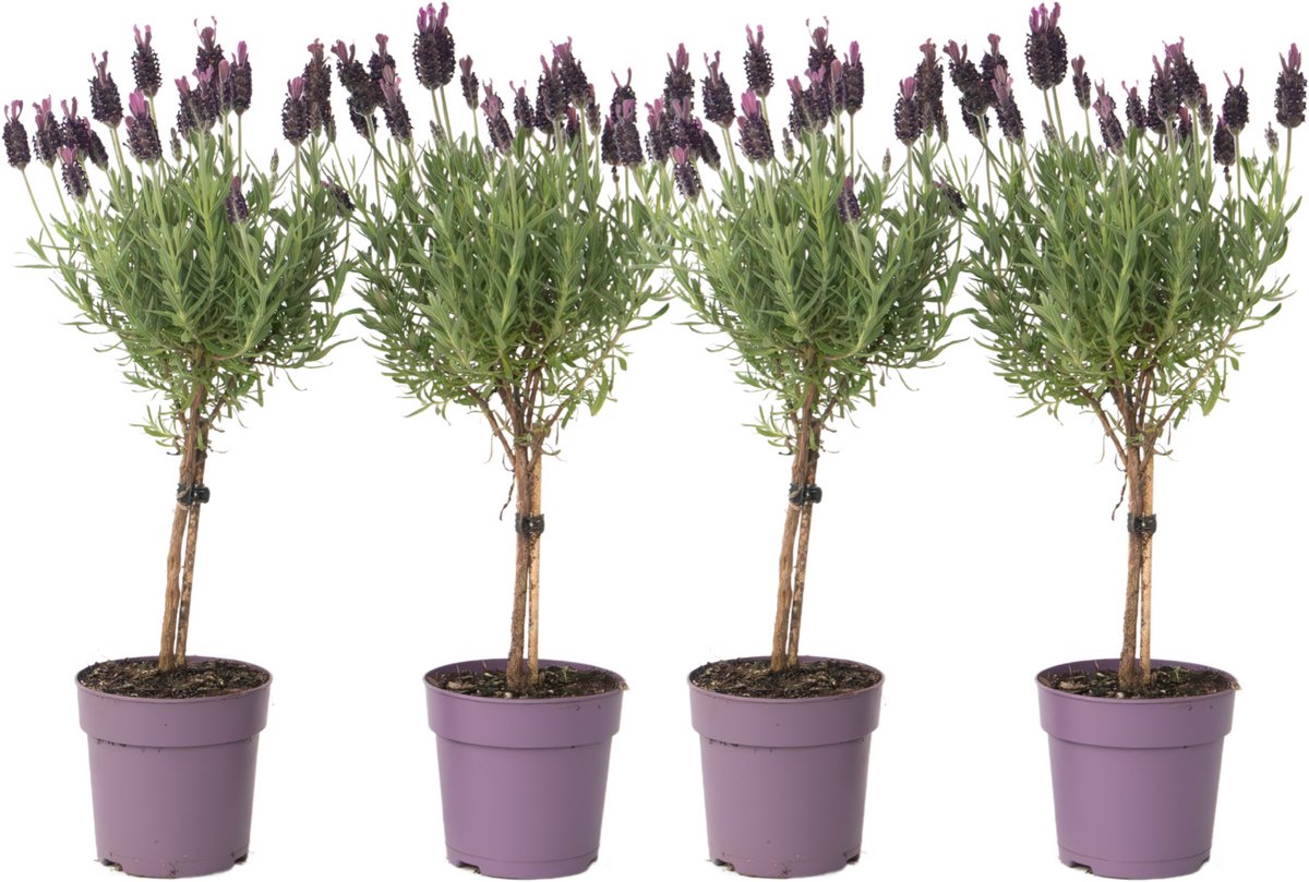 Lavandula stoechas 'Little Bee Blue White' - Kuiflavendel | De Tuinen