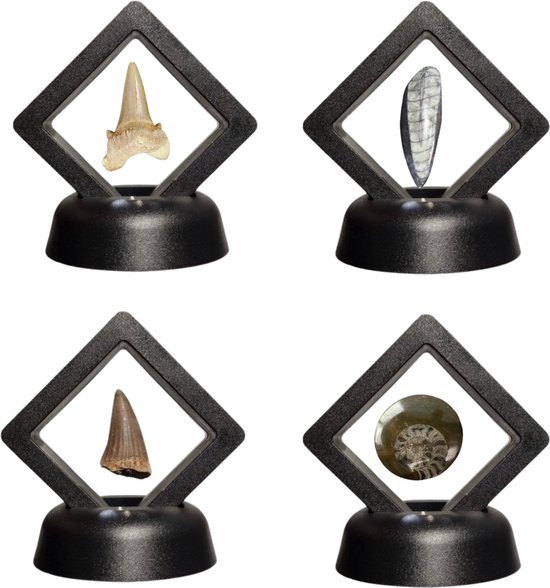 GreatGift - Set van 4 Fossielen - Uniek cadeau - Mosasaurus tand - Haaien tand - Fossiel - In Displays - Geleverd in geschenkdoos - Cadeau voor kind