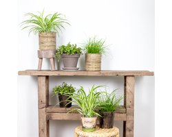 Bloomique - Set van 6 - Huisdiervriendelijke planten - Chlorophytum, Cyperus, Callisia - Kamerplanten - Hoogte 20-30 cm - Pot 12 cm