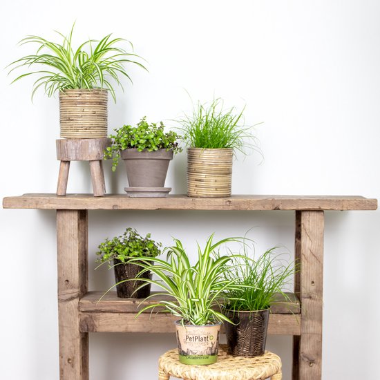 Mix 6x PetFriendly kamerplanten | 2x Kattengras, 2x Graslelie & 2x Schildpadplant -⌀12 cm -↕20-25 cm