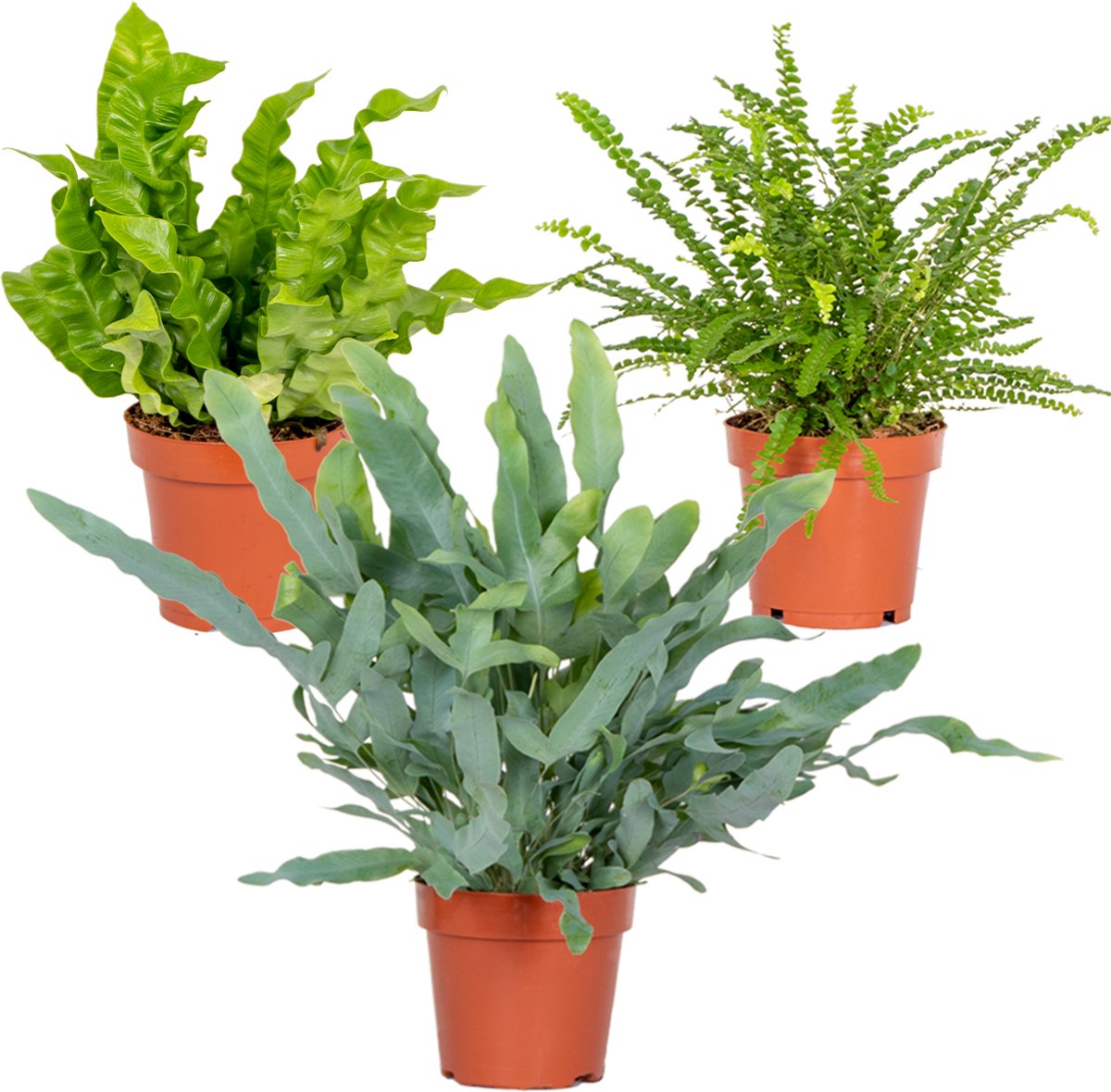 Bol.com Bloomique - Mix van 3 - Luchtzuiverende Varens - Asplenium, Phlebodium, Nephrolepis - Kamerplanten - Hoogte 20-30 cm - P... aanbieding