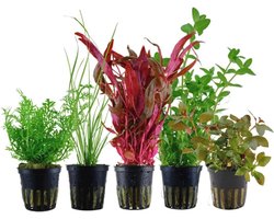 Set van 5 Gewortelde Aquariumplanten - Alternanthera, Cyperus, Ludwigia, Ceratopteris en Vallisneria voor Aquaria