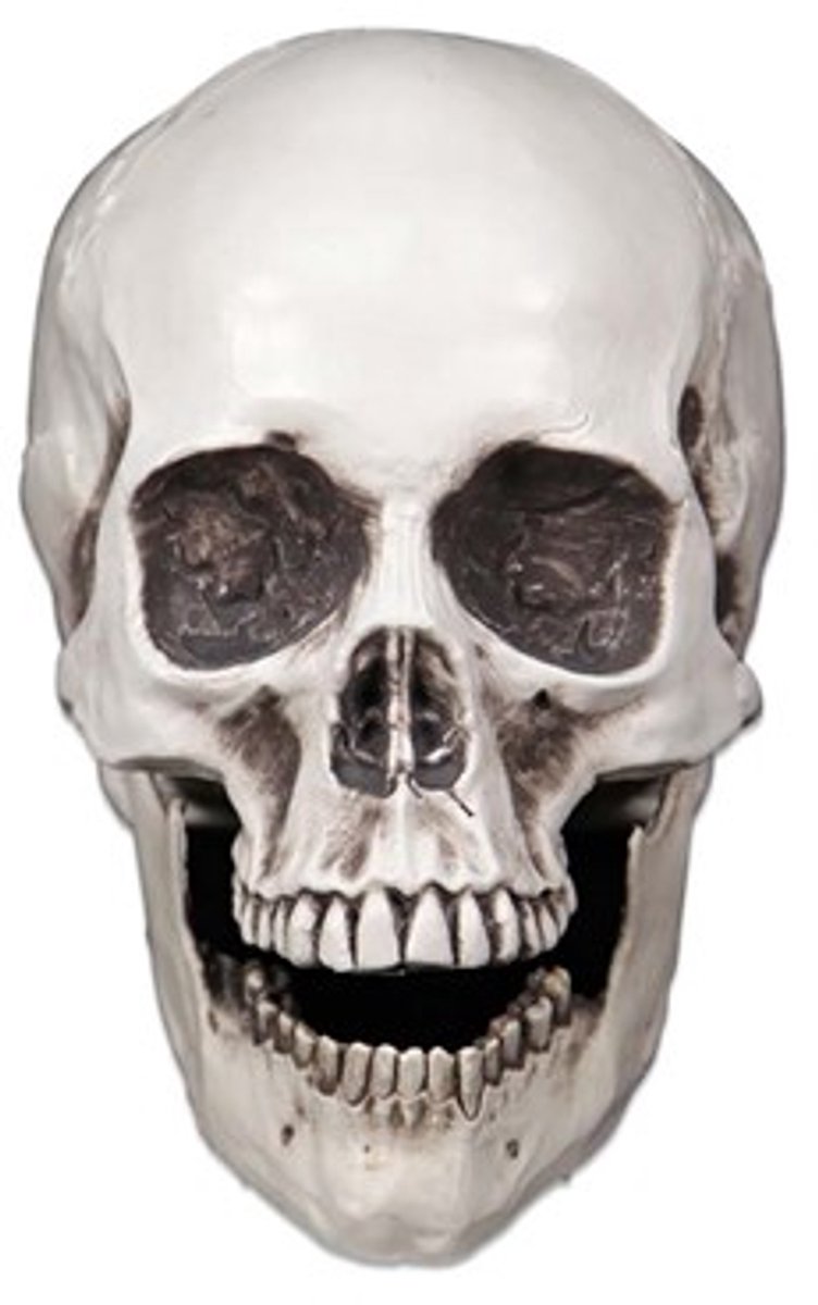 Schedel wit | Halloween | Griezel