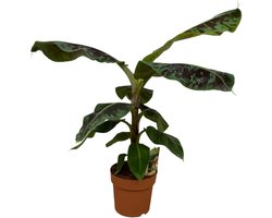 Musa - 80 cm - Ø21cm
