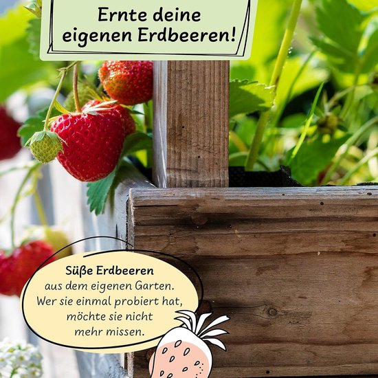 Het Kweken Van Planten Van Zaad Dat Groen Plantensysteem Wordt Voor Nieuwe Levenszaden Die De Ontwikkeling Een Jonge Plant Kiemen Waar Image179611168