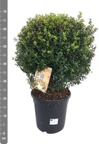 Boom van Botanicly – Myrtus communis – Hoogte: 70 cm