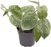 Kamerplant van Botanicly – Philodendron scandens – Hoogte: 6 cm