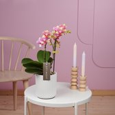 Optimost Summersong orchidee roze in Molise witte pot | Ø 12 cm | ↕ 38-48 cm
