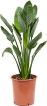 Kamerplant van Botanicly – Paradijsvogelbloem – Hoogte: 90 cm – Strelitzia reginae