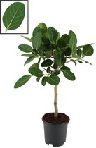 Ficus Benghalensis ‘Audrey’ ↨ 90cm - planten - binnenplanten - buitenplanten - tuinplanten - potplanten - hangplanten - plantenbak - bomen - plantenspuit