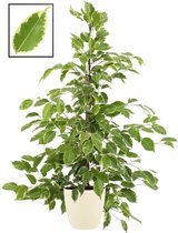 Ficus benjamina ‘Golden King’ in ELHO Brussels Round (soap) ↨ 105cm - planten - binnenplanten - buitenplanten - tuinplanten - potplanten - hangplanten - plantenbak - bomen - plante