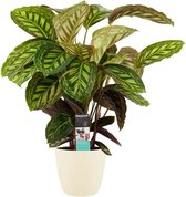 Calathea Flamestar met Elho brussels soap ↨ 70cm - hoge kwaliteit planten