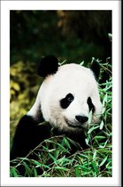 Walljar - Cute Panda - Dieren poster