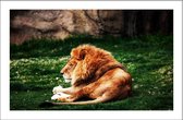 Walljar - Laying Lion - Dieren poster