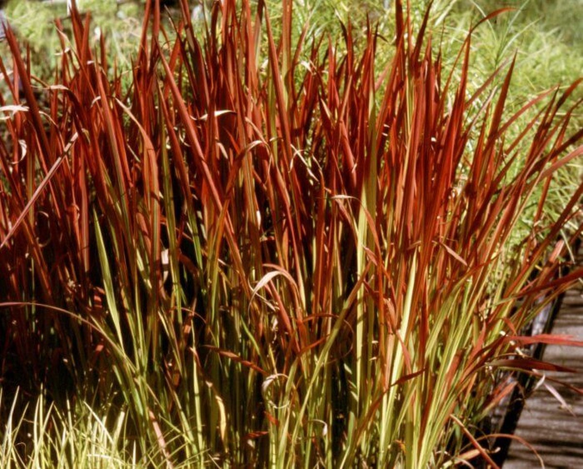 Japans bloedgras (Imperata cylindrica 'Red Baron') - Vijverplant - 3 losse planten - Om zelf op te potten - Vijverplanten webshop