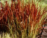 Japans bloedgras (Imperata cylindrica 'Red Baron') - Vijverplant - 3 losse planten - Om zelf op te potten -  Vijverplanten webshop
