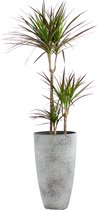 Dracaena Marginata 'margenta' in grijze sierpot (vaas Nova concrete) - Hoogte ↕ 120cm - pot ∅ 29cm