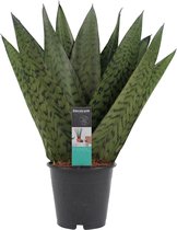 FloriaFor - Sansevieria Zeylanica - - ↨ 35cm - ⌀ 12cm