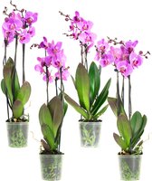 FloriaFor - Phal Roze 3T18+ (4 Stuks) - - ↨ 60cm - ⌀ Cm