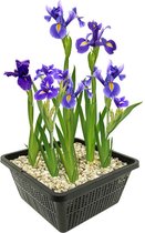 VDVELDE Blauwe Lis - Japanse Iris - Iris Kaempferi - Iris bloem 4 stuks + Vijvermand - Winterharde Vijverplanten - Van der Velde Waterplanten