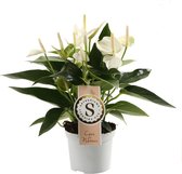 Anthurium White Champion ↨ 30cm - hoge kwaliteit planten