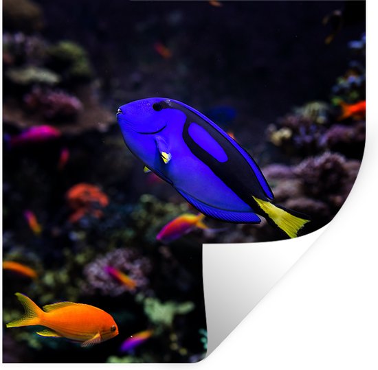 Muurstickers - Sticker Folie - Een Picasso-Doktersvisje in een aquarium - 50x50 cm - Plakfolie - Muurstickers Kinderkamer - Zelfklevend Behang