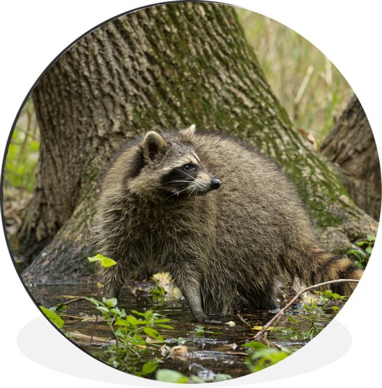 WallCircle - Wandcirkel - Muurcirkel - Wasbeer - Wild - Bos - Aluminium - Dibond - ⌀ 140 cm - Binnen en Buiten