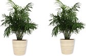 2x Kamerplant Chamaedorea – Mexicaanse Dwergpalm - ± 70cm hoog – In bamboe pot - 19 cm diameter