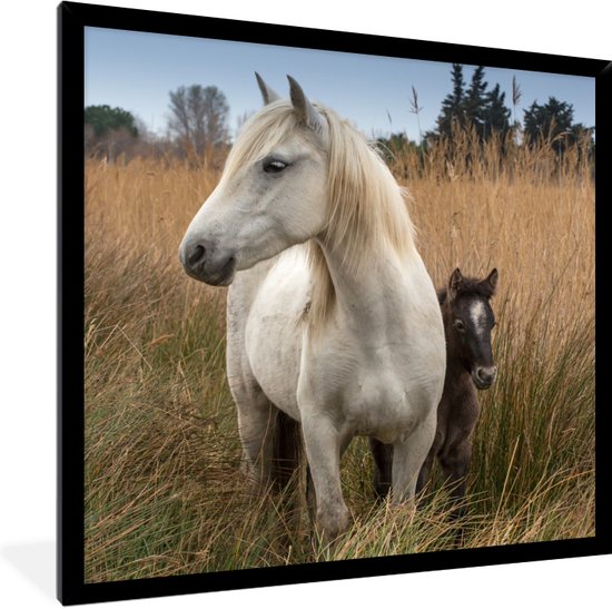 Affiche avec cadre Paarden - Poulain - Wit - 40x40 cm