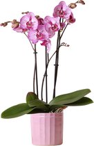 Kolibri Orchids | Roze Phalaenopsis orchidee Diamond Melody in roze Stripe sierpot - Ø12cm